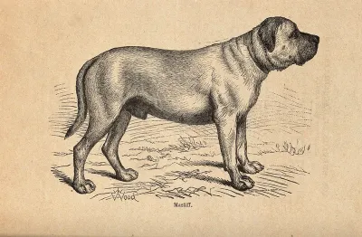 A mastiff. Wood engraving by Butterworth and Heath after T. W. Wood