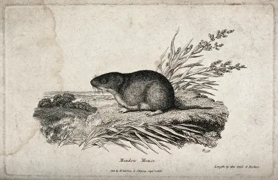 A meadow-mouse is sitting on a patch of grass on a small hill overlooking the landscape