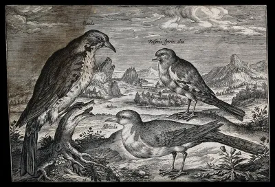 A meadow pipit, a reed bunting and one other bird set in natural surroundings