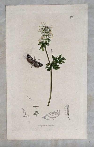 A meadow rue plant (Thalictrum flavum) with an associated moth and its anatomical segments