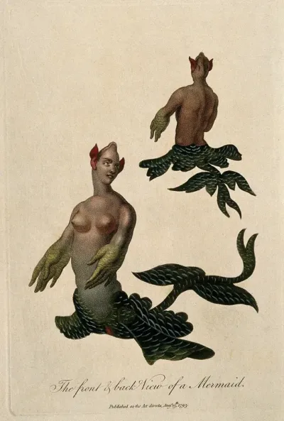 A mermaid: anterior and posterior view