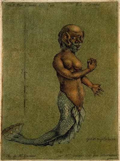 A mermaid, with a measuring scale