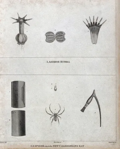 A microscopic animal (Aseroe rubra) and a spider, both with anatomical segments