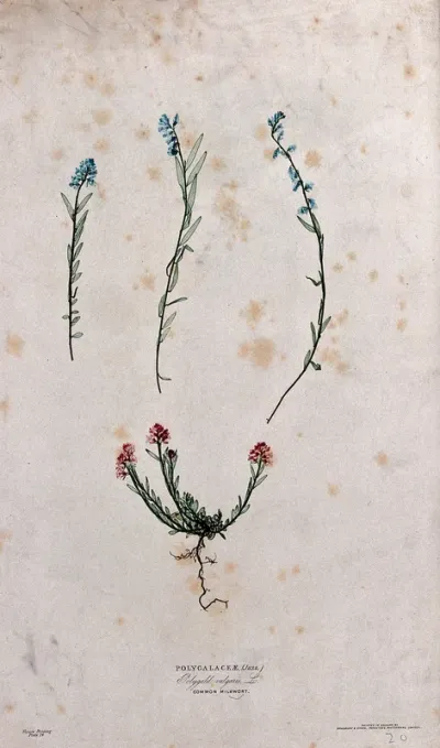 A milkwort or gang flower (Polygala vulgaris): one plant with red flowers and three stems with blue flowers