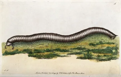 A millipede. Coloured etching, ca. 1790