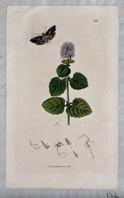 A mint plant (Mentha species) with an associated moth or butterfly and its anatomical segments