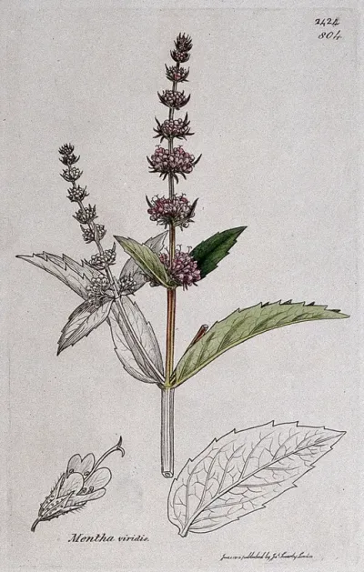 A mint plant (Mentha viridis): flowering stem, leaf and floral segments