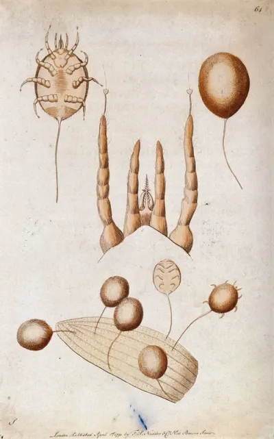 A mite (?): adult, mouth parts and adults attached to a leaf