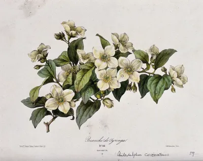 A mock orange plant (Philadelphus coronarius): flowering branch