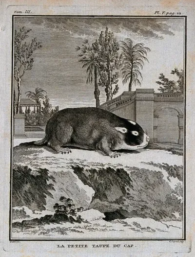 A mole; trees in the background