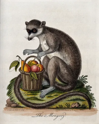 A mongoose sitting next to a basket of fruit