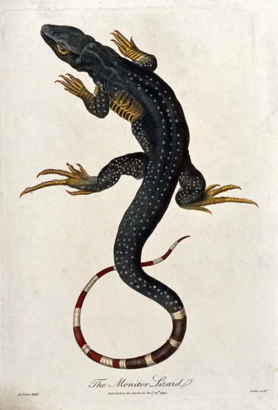 A monitor lizard