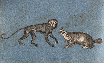 A monkey and a water rat or vole (?)