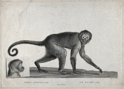 A monkey (simia apella) walking past its own portrait engraved on stone