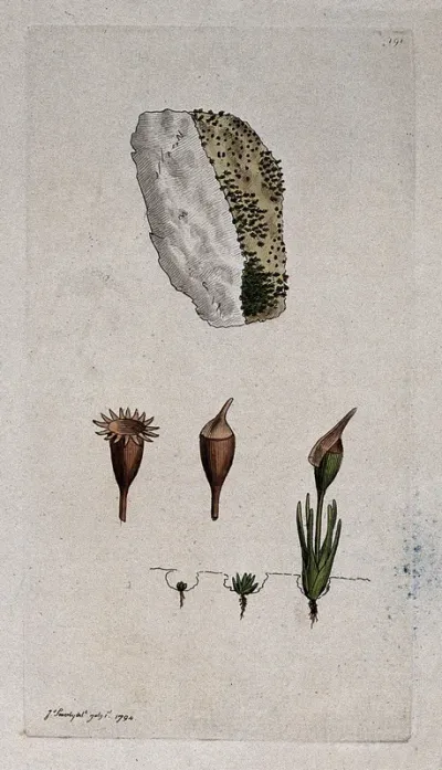 A moss (Bryum calcareum): single plants showing the growth cycle and a patch of moss on stone