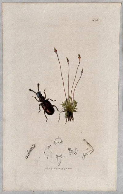 A moss with an associated beetle and its anatomical segments
