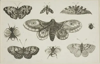 A Moth, Butterflies, and Bees, from Diversae Insectorum...Figurae
