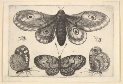 A moth, three butterflies and two beetles