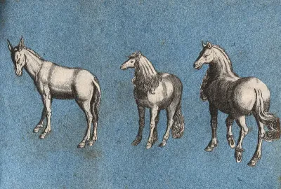 A mule and two horses
