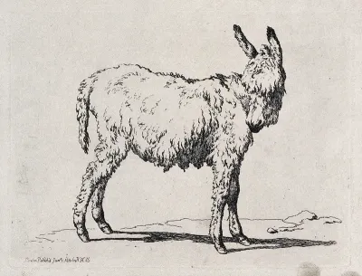 A mule. Etching