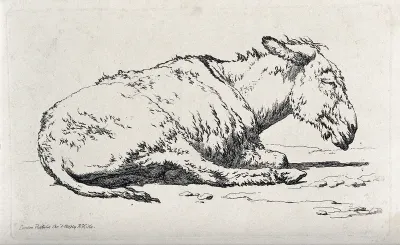 A mule sitting on the ground