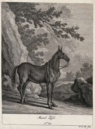 A mule wearing only a halter standing in a mountainous landscape