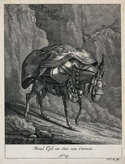 A mule with a heavy load coming down a path in the mountains, seen from the front