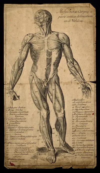 A muscleman, seen from the front
