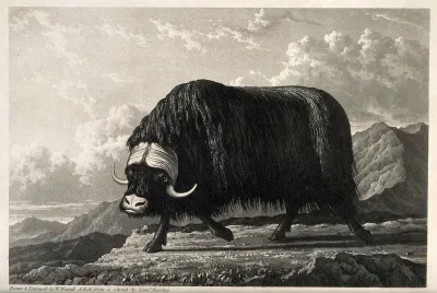 A musk-ox bull on Melville Island, Canada