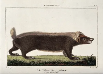 A musteloid telagon