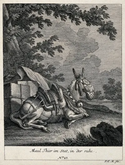 A muzzled and harnessed mule resting in the shadow of a tree with its load next to it