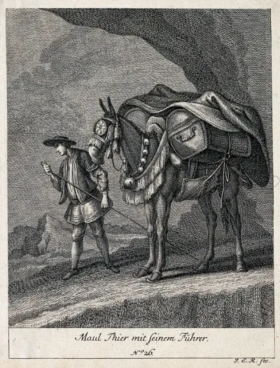 A muzzled, harnessed and loaded mule and its muleteer are standing in a rocky landscape