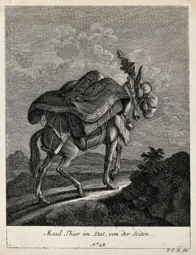 A muzzled, harnessed and loaded mule walking up a rocky path, seen from the side