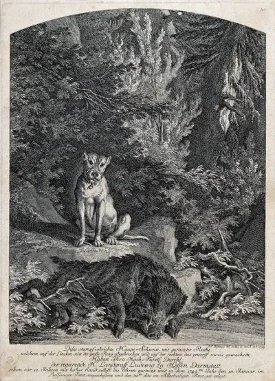A muzzled hunting dog is sitting next to a dead boar in the forest