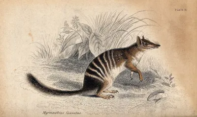 A myrmecobius fasciatus (a small insectivorous marsupial)