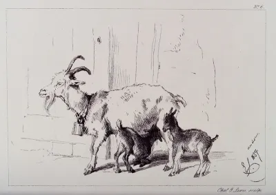 A nanny goat with two kids, one of which is feeding on its mother
