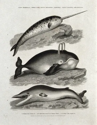 A narwhal, a common whale and a pike-headed whale