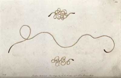 A nematode worm