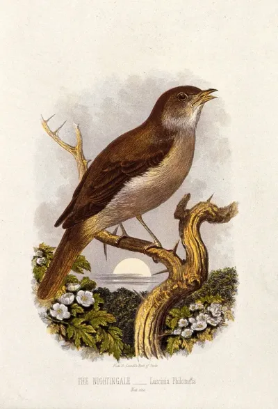 A nightingale (Luscinia philomela)