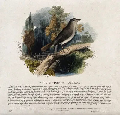 A nightingale sitting on a branch in a forest