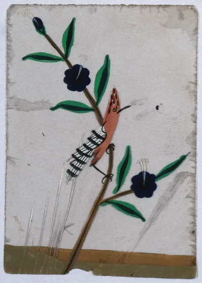 A north Indian bird with black and white striped wings, perched on a flower stem