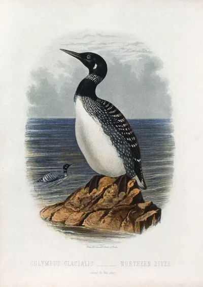A northern diver (Colymbus glacialis) Colour lithograph, ca