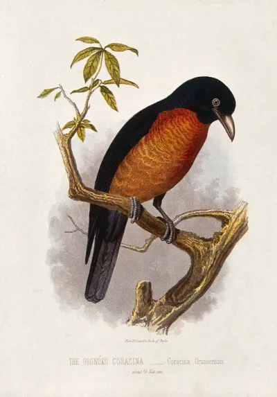 A oronoko coracina bird (Coracina oronocensis)