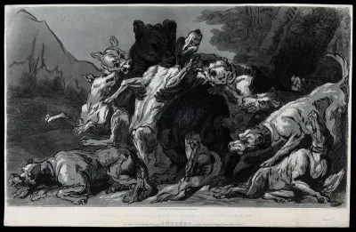A pack of dogs attacking a bear