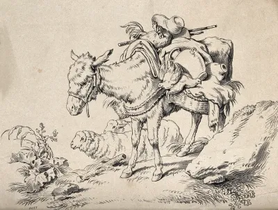 A packed mule on a mountain pass with a sheep in the background
