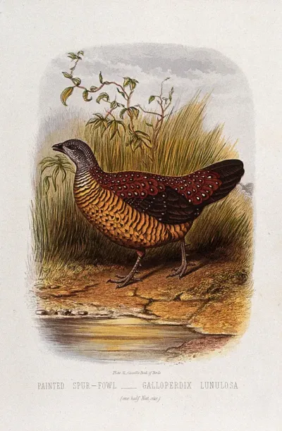 A painted spur-fowl (Galloperdix lunulosa)