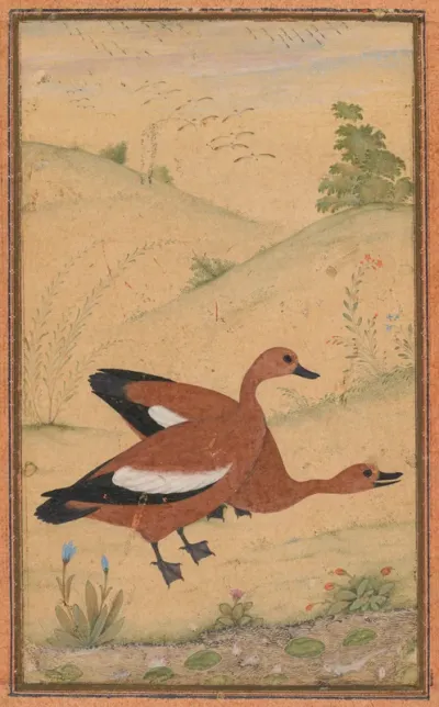 A pair of Brahminy ducks