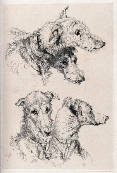 A pair of dogs: two studies of their heads