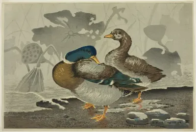 A pair of ducks by a lotus pond