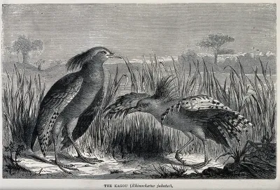 A pair of kagou birds (Rhinochaetus jubatus) with one displaying to the other